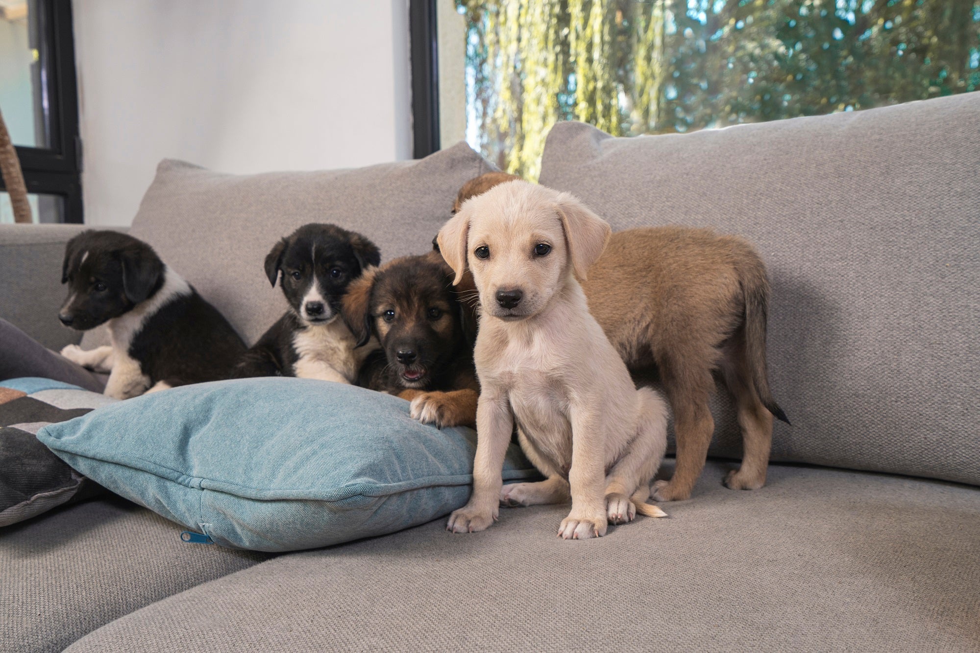 Unangenehme Gerüche aus dem Sofa entfernen: So geht’s - Livom