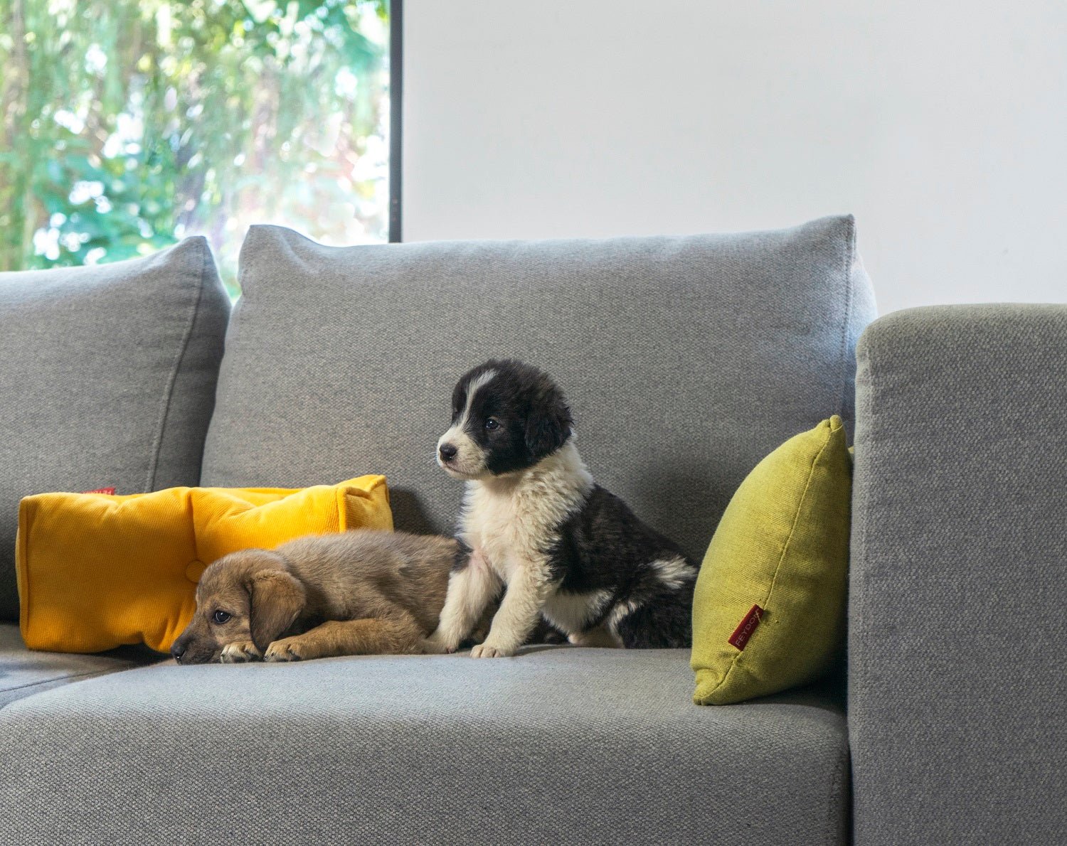 Das ideale Sofa für Hundebesitzer: Abnehmbare und waschbare Sofa Bezüge - Livom