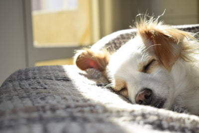 The ideal sleeping place for your dog: tips and recommendations